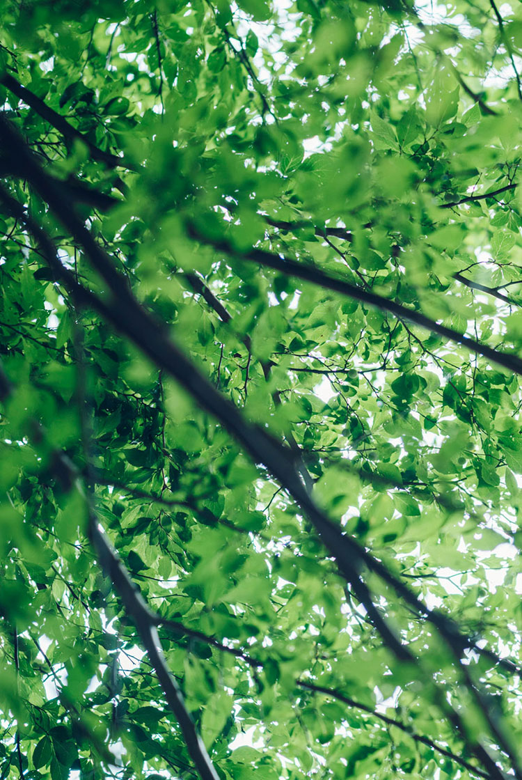 <br />
<b>Warning</b>:  Undefined variable $attachimentID in <b>/home/studiohas/studio-has.work/public_html/cuture.studio-has.work/wp-content/themes/HAS_Couture_2025_0604/template/archive/archive-case.php</b> on line <b>93</b><br />
